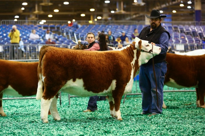 MAU Classic Diamond at her final show.  Division winner on both her trips to Houston.