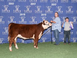 Victoria, winning her division in Tulsa 2017.  Victoria is out of SHF Disco Thunder and our donor cow Annie sired by the great Revolution bull.