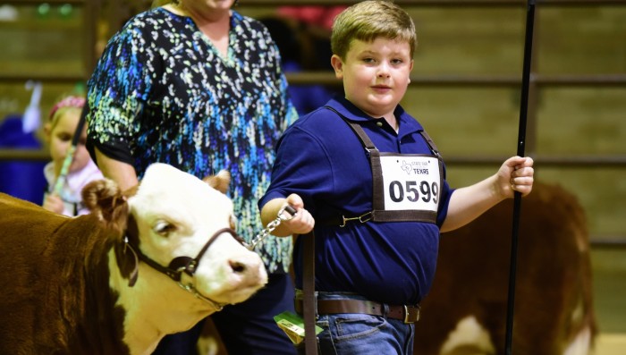 Royce showing Irene at the SFT 2017 in the Junior show.