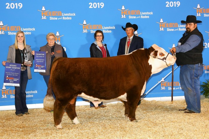 TAY King's Sully polled Mini Hereford Champion Bull eye pigment beautiful Louisville Houston Grand reserve Shag Secrets H and R Ranch