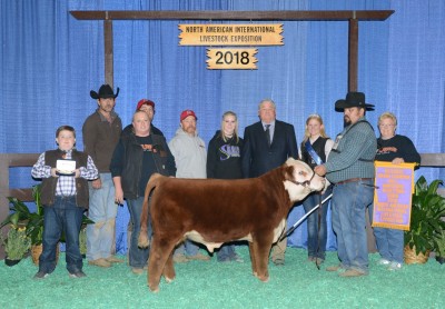 CBD Whiskey On The Rocks homozygous homo polled Mini Hereford Champion Bull eye pigment beautiful Louisville Houston Grand reserve Shag Secrets H and R Ranch