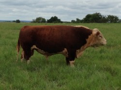 Shorty upon arrival to the ranch 2014.  Shorty is in his pasture condition with only grass, a 1,200LB grass fed 000 bull.