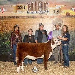 CBD Classically Annalise, Division Champion 2018 NILE.  She's a showmanship favorite!  Sired by Shorty.