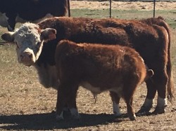 Our oldest cow Luna with her 2016 steer, she is HOMOZYGOUS POLLED.  Luna is from our original female line, still raising our largest calves year after year and loving life.  At 10 years old she still runs and kicks up her heels when it's time for cubes.