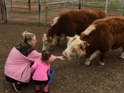 Our girls Ladye and Abigail in their new home in Oklahoma with the Bakers.  This is exactly how we started, with two females.  Congrats to the new owners, we are excited to say they will be returning for exposure to Shorty in 2017.