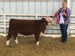 CeeCee and Holly at the Louisiana State Fair 2015, Reserve Division Champion and POLLED.  CeeCee will be pasture exposed to Shorty for a 2018 POLLED calf.