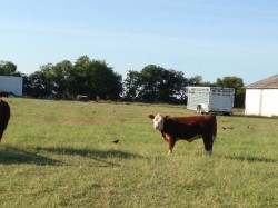 CeeCee and Elizabeth back from the Oklahoma State Fair, their first show of 2014.  Elizabeth now lives with Paul Ressler in North Texas.