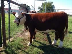 Elizabeth halter breaking 2014, notice how that hair is smooth and straight?  You don't want curly hair on your show cattle or in your herd.