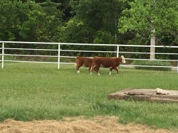 Irene is hiding in the back of this picture, she is out of the winning show bull WW prince William and has a sibling that has done well on the show circuit.  She will be exposed to Shorty for a 2019 calf.