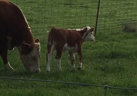 A lovely polled heifer out of WW Prince William of Mauldin Herefords