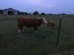 CeeCee with her late 2016 bull calf Cecil.  CeeCee is bred back to Shorty for a 2018 polled calf.