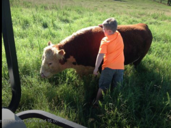 This is what it's all about!  Our bull Shorty with our 7 year old grandson getting loved on.