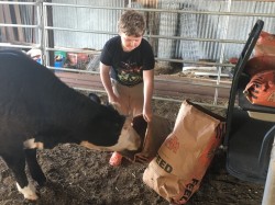 Spot inspecting creep feed bags for crumbs.  Spot is a future recip cow purchased from the OYE futurity sale. Her purchase helped a young showman pay his show expenses.