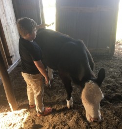 Spot would rather skipout on the feed bunk and get a good curry comb scratch.  This is the way we like our recip cows, gentle and calm.  She will be bred in the fall of 2017 to Shorty for a classic baldy calf.