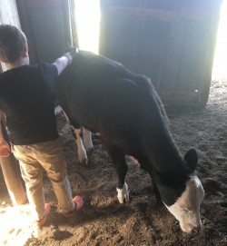 That's the spot!  Cows and kids, can it get any better?