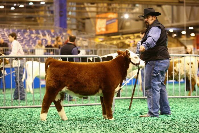 CBD Little Red Corvette a POLLED 2018 Turtle x Miss Kitty calf.  Houston was her first show where she took a first and reserve division champion.