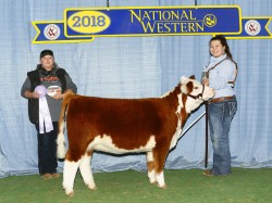 Diamond, March class winner, reserve division champion.  The judge could hardly take his eyes off her, she is in his words 