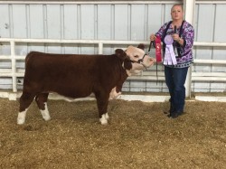 CeeCee winning Reserve Division Champion at the State Fair of Louisiana in 2015.  CeeCee's first calf won Reserve Grand Champion Bull at the Tulsa State Fair in 2017.