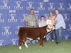Cecil winning his division and Reserve Grand Champion Bull in Tulsa 2017, he's hetero polled and out of our senior herd bull Shorty and our former show heifer CeeCee.