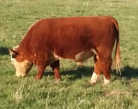 Kristoff as a yearling