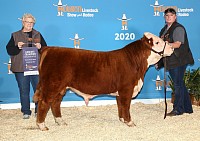 CBD Lincoln ET Miniature Hereford bull H and R Ranch Mauldin classic