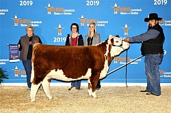 Heifer calf by this amazing cow available April 2021.  Her first calf was a stunning bull that won his division in Houston in 2020, this heifer is a full sibling.