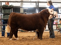 Mitch at Hereford Heritage show 2021