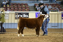 Mitch as a calf and his calves look just as good!  Call to discuss his heifer calves on the ground now.