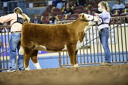 Georgia, her first calf is a heifer with looks to die for!  The Sire (Royal Flush) is a bull we don't sell semen on so getting one of his calves is almost impossible.  The POLLED heifer will be VERY competitive at all levels.  Royal calves can be fed hard and they stay clean fronted.